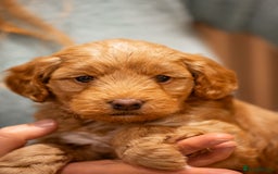 Cockapoo dogs for sale: Stunning F2b Miniature Cockapoos / Health Tested - Image 28
