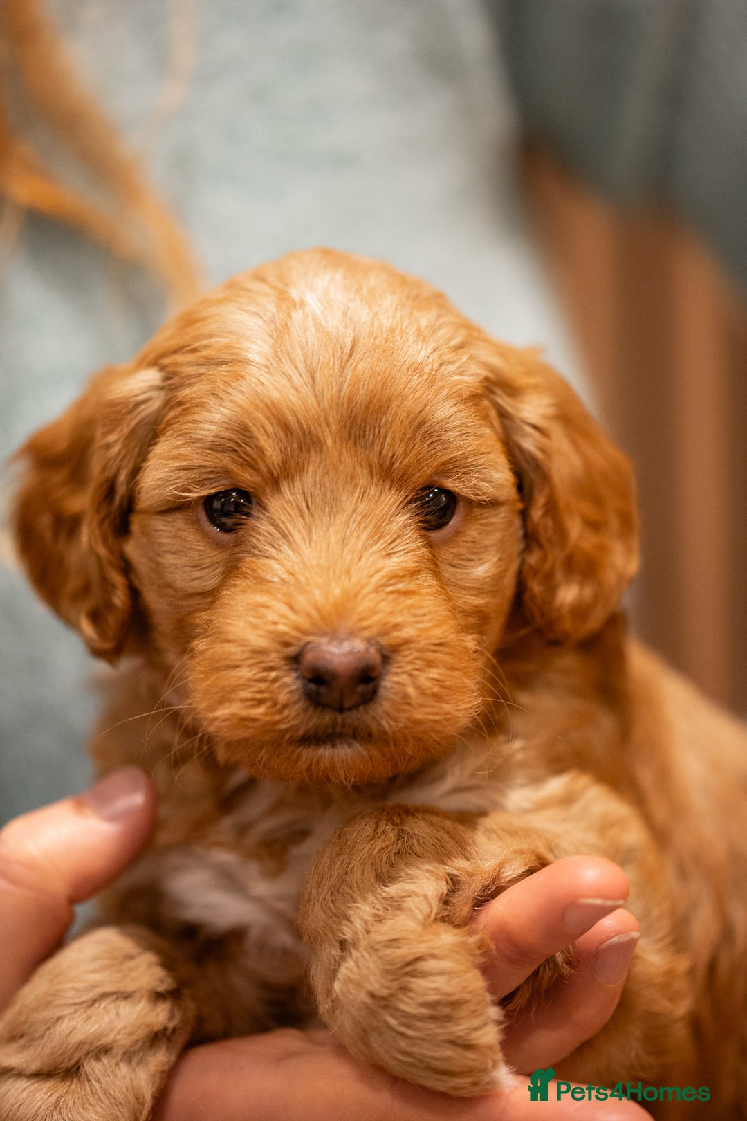 Cockapoo dogs for sale: Stunning F2b Miniature Cockapoos / Health Tested - Image 28