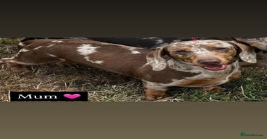 Miniature Dachshund dogs - Advert 7