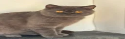 British Shorthair cats for sale: Exquisite British shorthair kittens - Advert 25