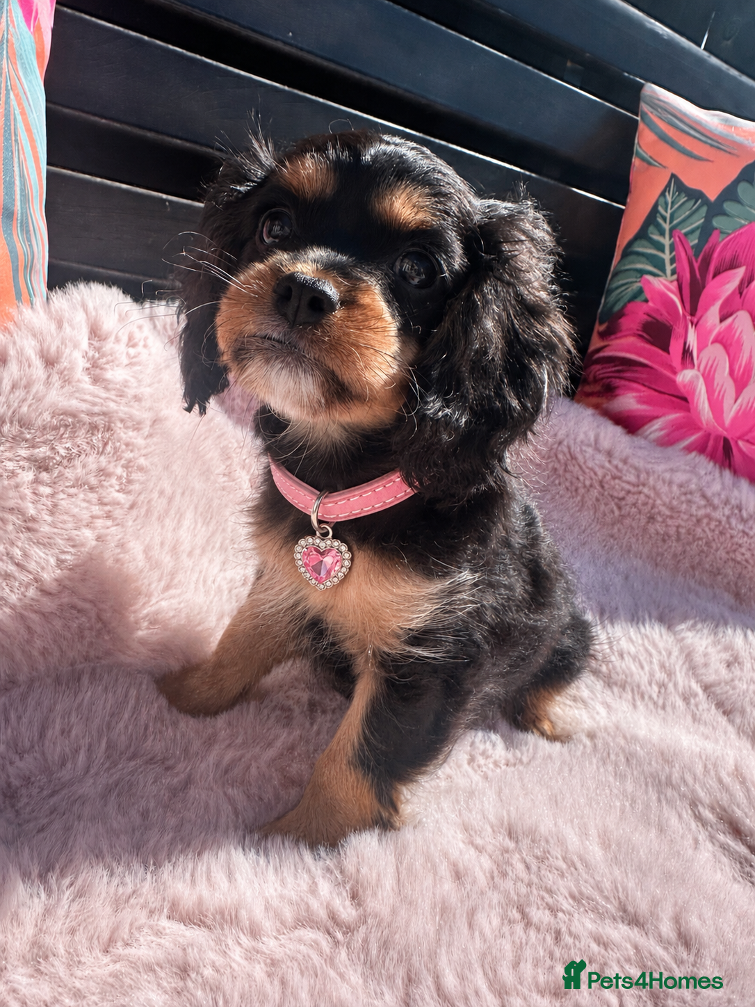 Cavapoo dogs Adorable F1B Cavapoo female puppy black / tan - Advert 12