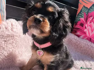 Cavapoo dogs Adorable F1B Cavapoo female puppy black / tan - Advert 12