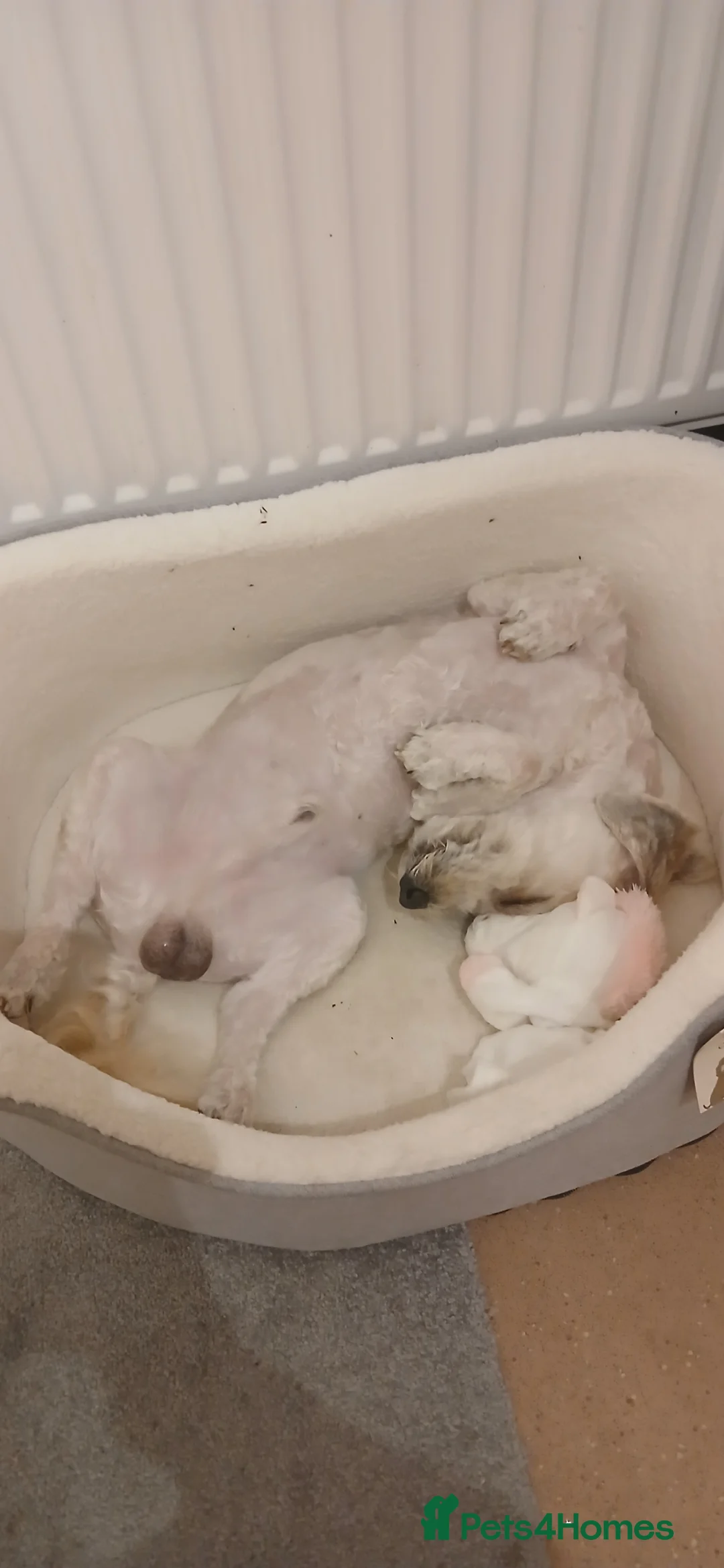 Cavapoo dogs for sale: Cavapoo - Advert 2