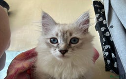 Siberian cats for sale: 😍 Siberian Neva Masquerade kittens 😍 - Image 6