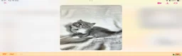 British Shorthair cats for sale: GCCF reg British kittens  - Advert 12