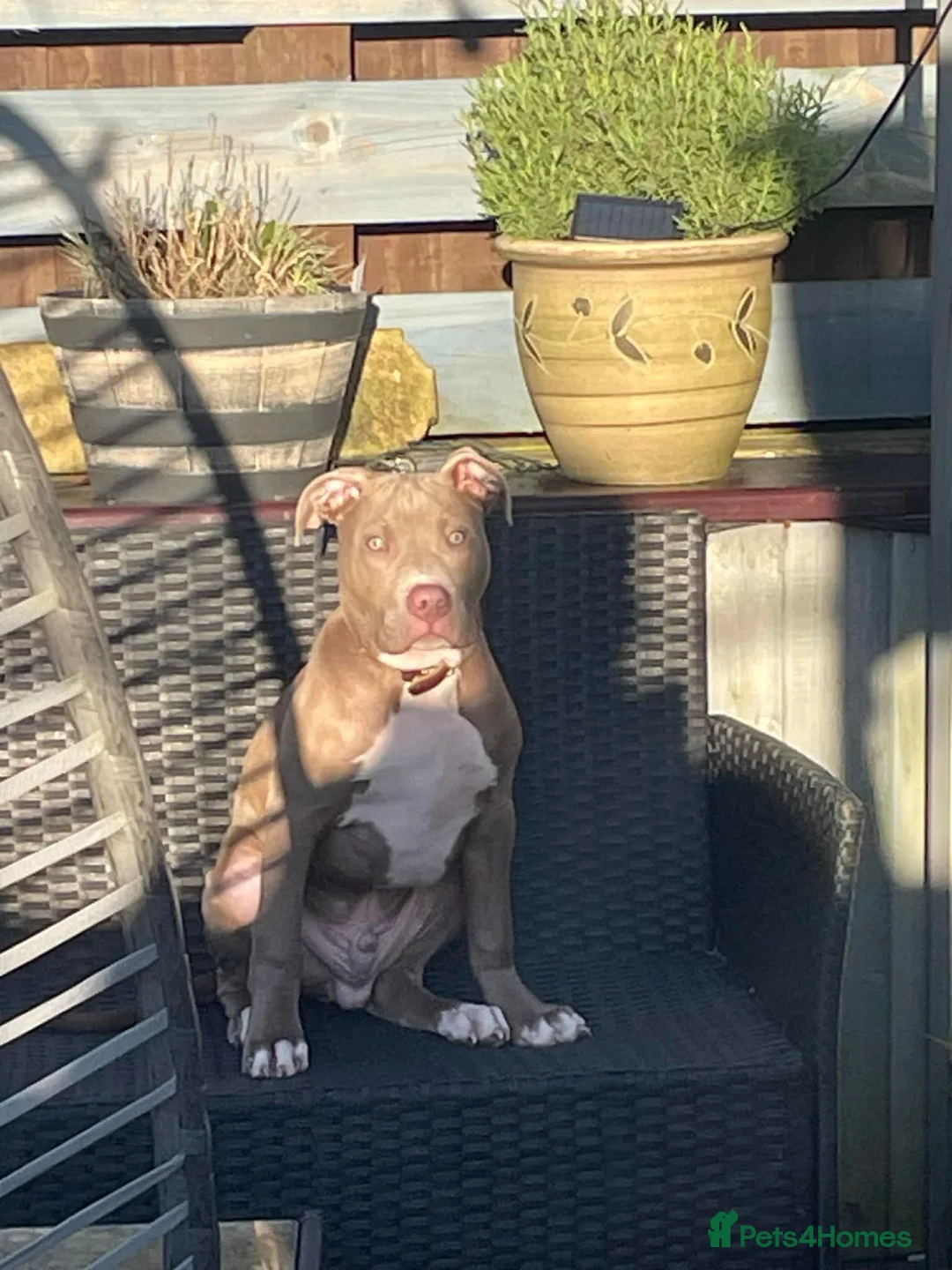 American Bully dogs for stud: American Bully STUD in Northampton - Advert 11