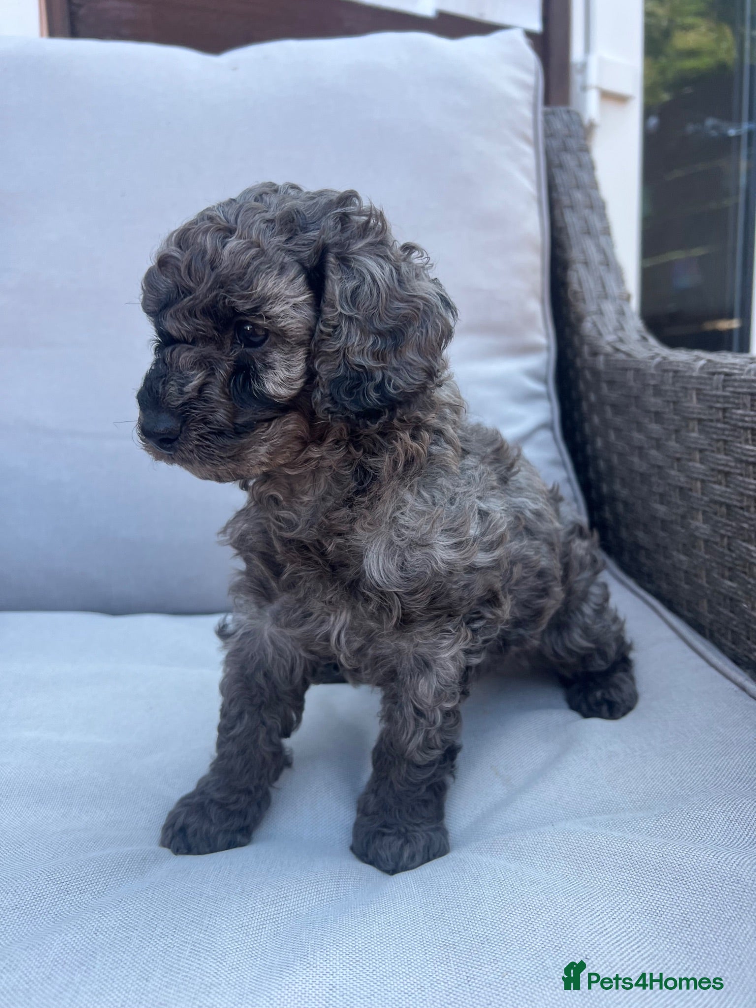 Cavapoo dogs Miniature cavapoo ready 11th august 💕💙 - Advert 2