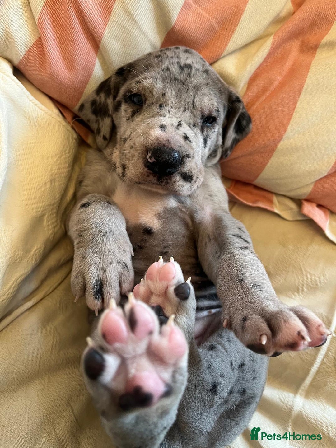 Great Dane dogs for sale: GREATEST DANE PUPS - KC Reg  - Advert 21