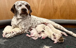 German Shorthaired Pointer dogs for sale: Braque du Bourbonnais - French Pointer - Image 1
