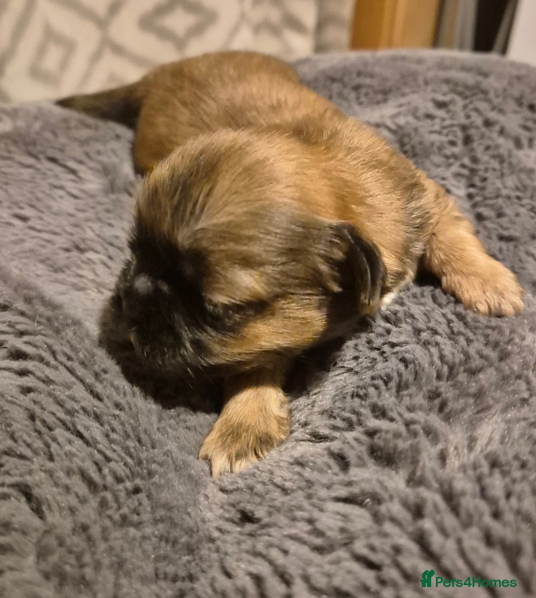 Shih Tzu dogs for sale: ✨ Beautiful Shih Tzu Puppies for Sale ✨ - Image 9