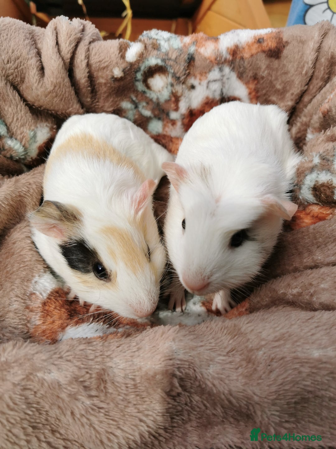 Guinea Pig rodents for sale: Pair of Brother Guinipigs 4 weeks old - Image 2