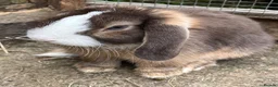 Mini Lop rabbits for sale: Gorgeous mini lop buck ready to go now   - Advert 4