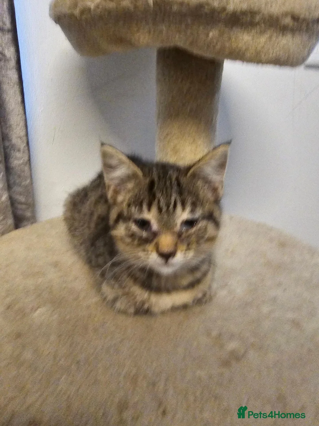 Mixed Breed cats for sale: 9 Kittens For Sale - Advert 5