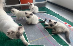 Ragdoll cats for sale: Ragdoll Kitten GCCF, ready now. - Image 22