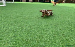 Miniature Dachshund dogs for sale: Beautiful miniature Dachshund puppies  - Image 13