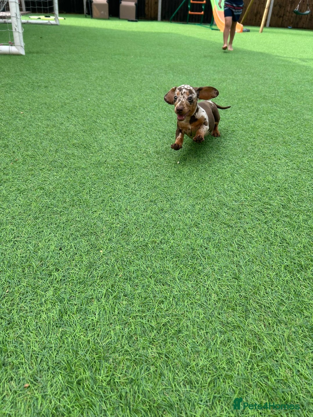 Miniature Dachshund dogs for sale: Beautiful miniature Dachshund puppies  - Image 13