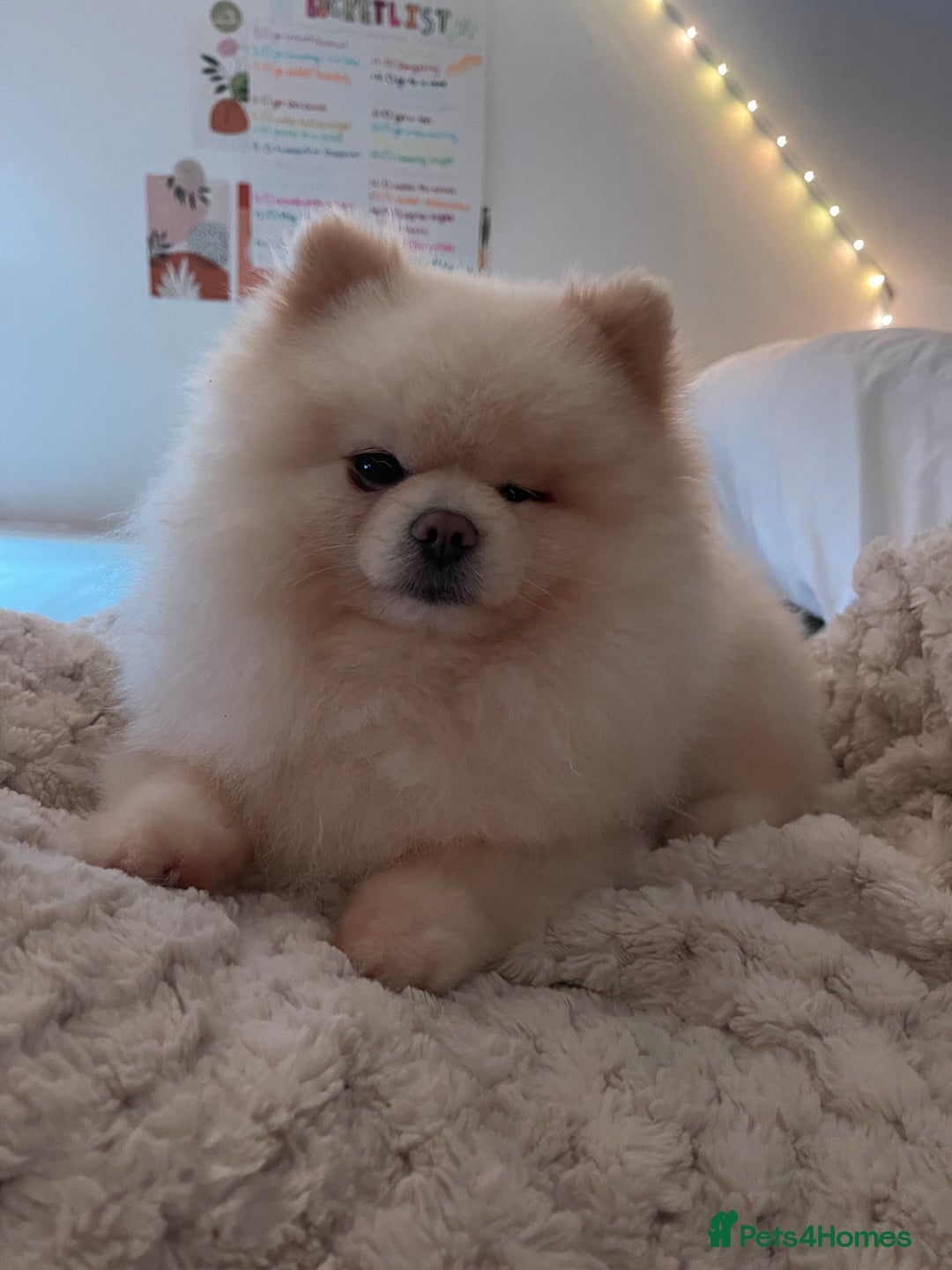 Pomchi dogs for sale: 3 pomchi - Advert 5