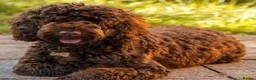 Cockapoo dogs for sale: Female Cockapoo 6 months old. - Advert 5
