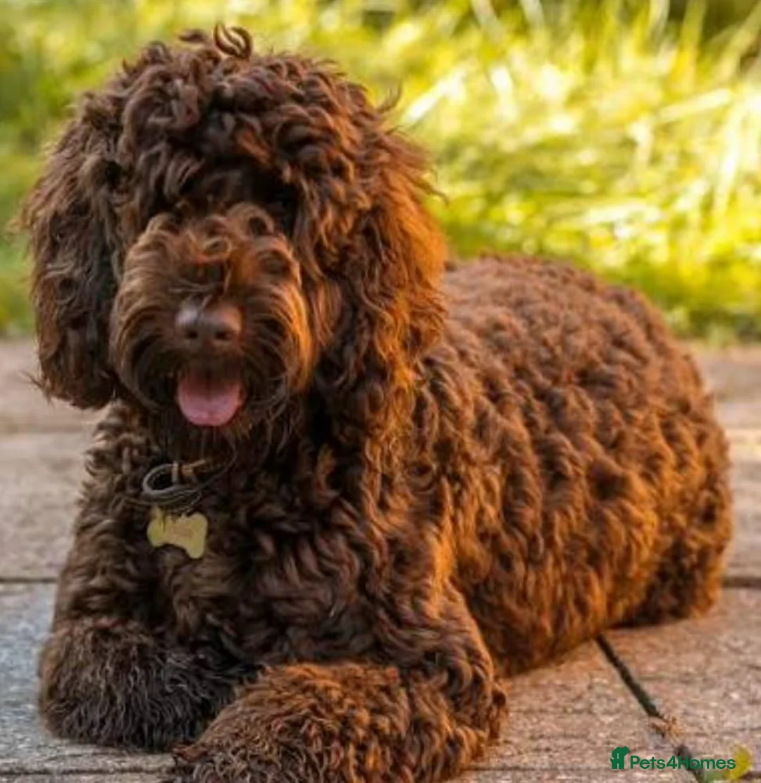 Cockapoo dogs for sale: Female Cockapoo 6 months old. - Advert 5