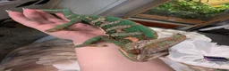 Chameleon reptiles for sale: Male and female yemen chameleon  - Advert 2