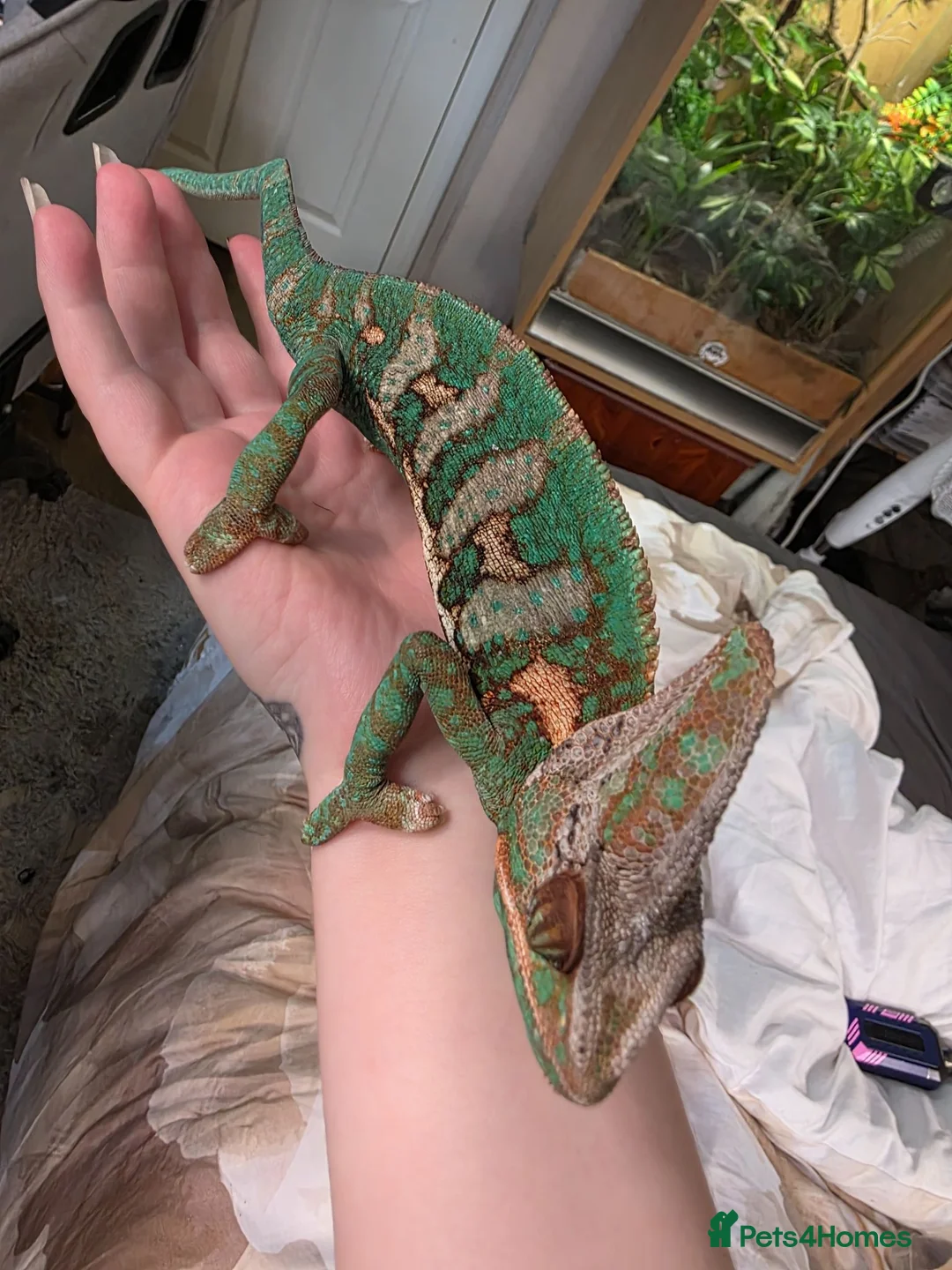 Chameleon reptiles for sale: Male and female yemen chameleon  - Advert 2