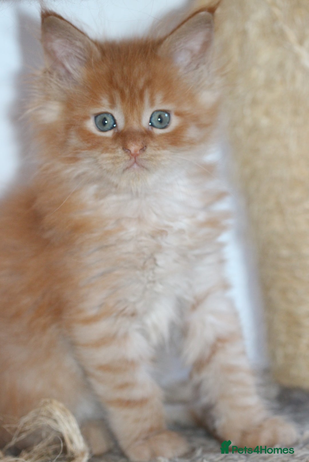 Maine Coon cats for sale: Handsome Maine Coon boys GCCF - Advert 9