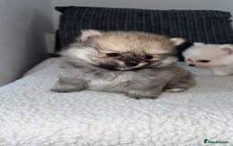 Pomeranian dogs for sale: Pomeranian pups🩵🩷 - Image 2