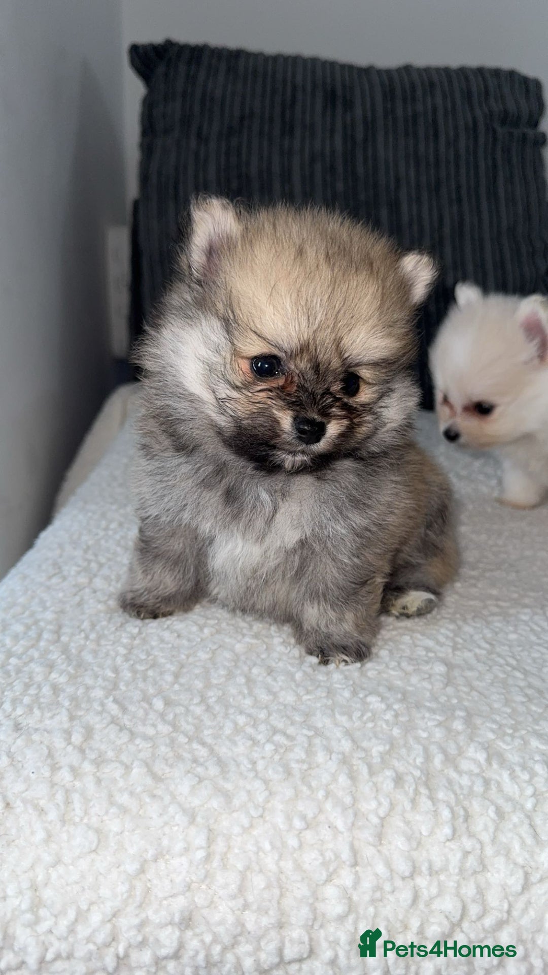 Pomeranian dogs for sale: Pomeranian pups🩵🩷 - Image 2