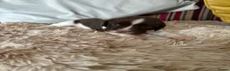 English Springer Spaniel dogs for sale: Adorable Kennel club registered ESS puppies  - Advert 11