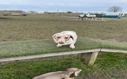 Miniature Dachshund dogs for sale: Miniature Dachshund for sale - Image 5