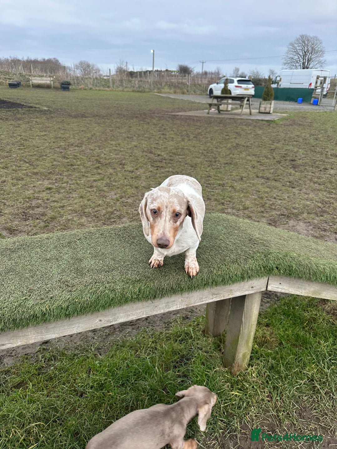 Miniature Dachshund dogs for sale: Miniature Dachshund for sale - Image 5