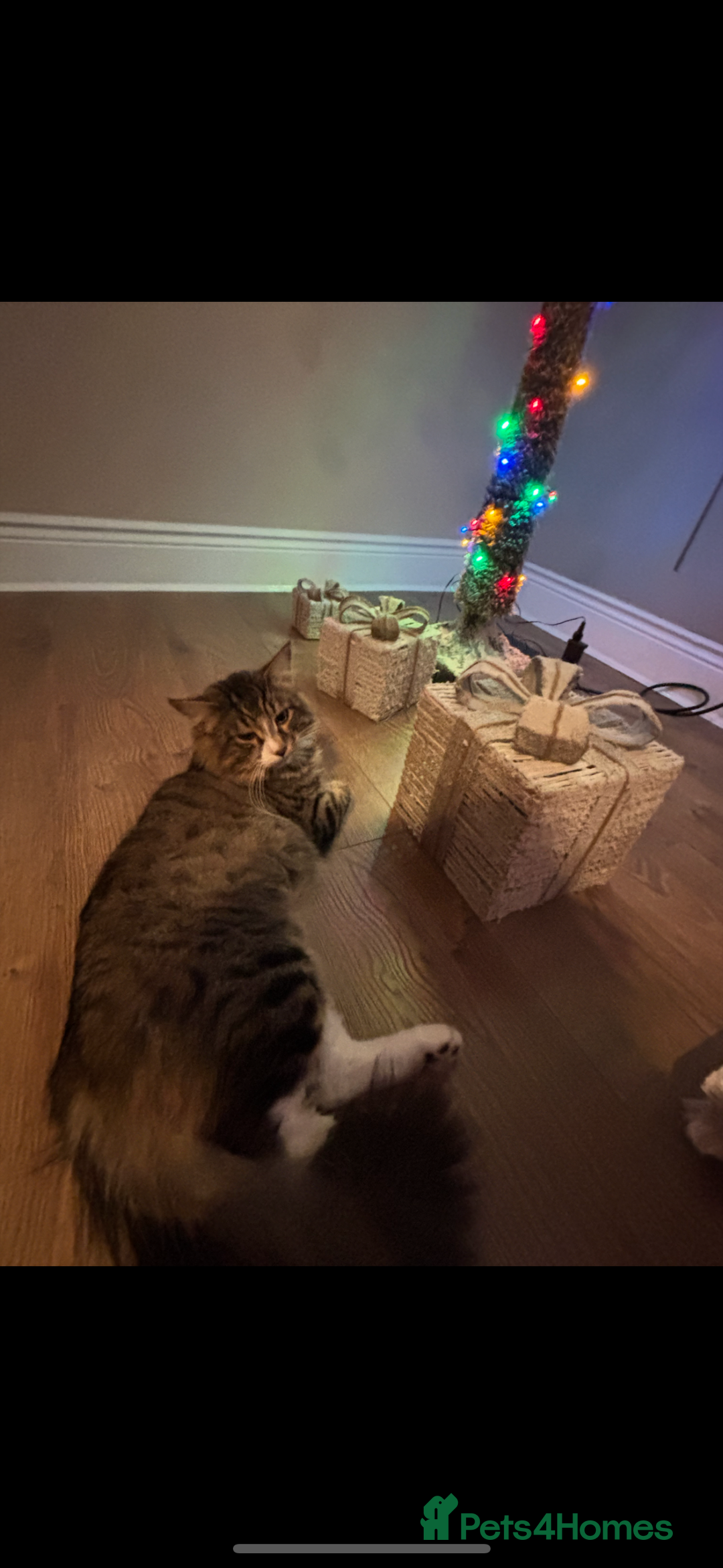 Mixed Breed cats for sale: Teddy  - Advert 2