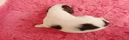 English Springer Spaniel dogs for sale: ⭐️ KC Home Reared Tested Springer Pups ⭐️ - Advert 26
