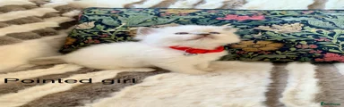 Ragdoll 2