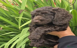 Sproodle dogs for sale: Gorgeous Chocolate Sproodle Puppies - Image 20