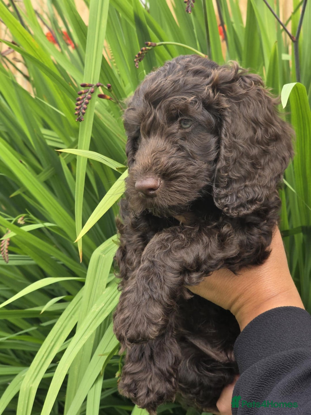 Sproodle dogs for sale: Gorgeous Chocolate Sproodle Puppies - Image 20