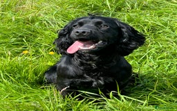 Cocker Spaniel dogs for sale: Cocker spaniel - Image 1