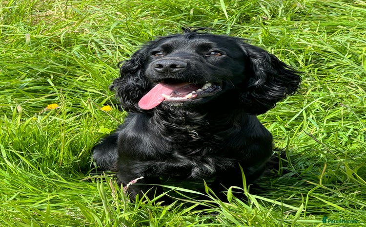 Cocker Spaniel dogs - Advert 1
