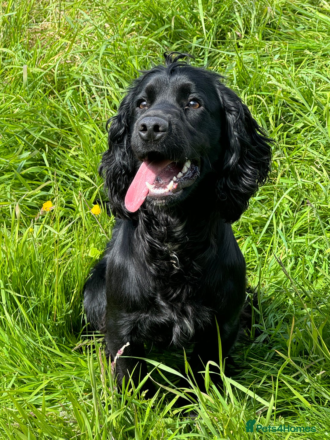 Cocker Spaniel dogs for sale: Cocker spaniel - Image 1