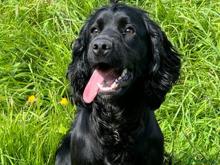 Cocker Spaniel dogs - Advert 6