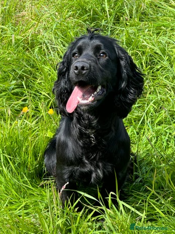 Cocker Spaniel dogs - Advert 13