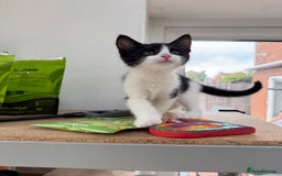 Domestic Shorthair cats for sale: Adorable Kittens Looking for Their Forever Home - Image 3