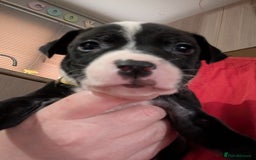 Mixed Breed dogs for sale: Beautiful American bulldog x staffie puppies  - Image 14