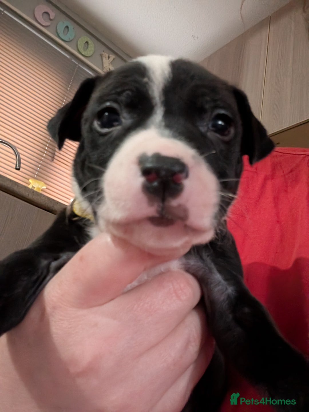 Mixed Breed dogs for sale: Beautiful American bulldog x staffie puppies  - Image 14