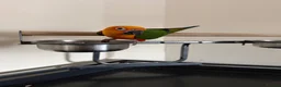 Parrots birds for sale: Jenaday conure in Swindon - Advert 2