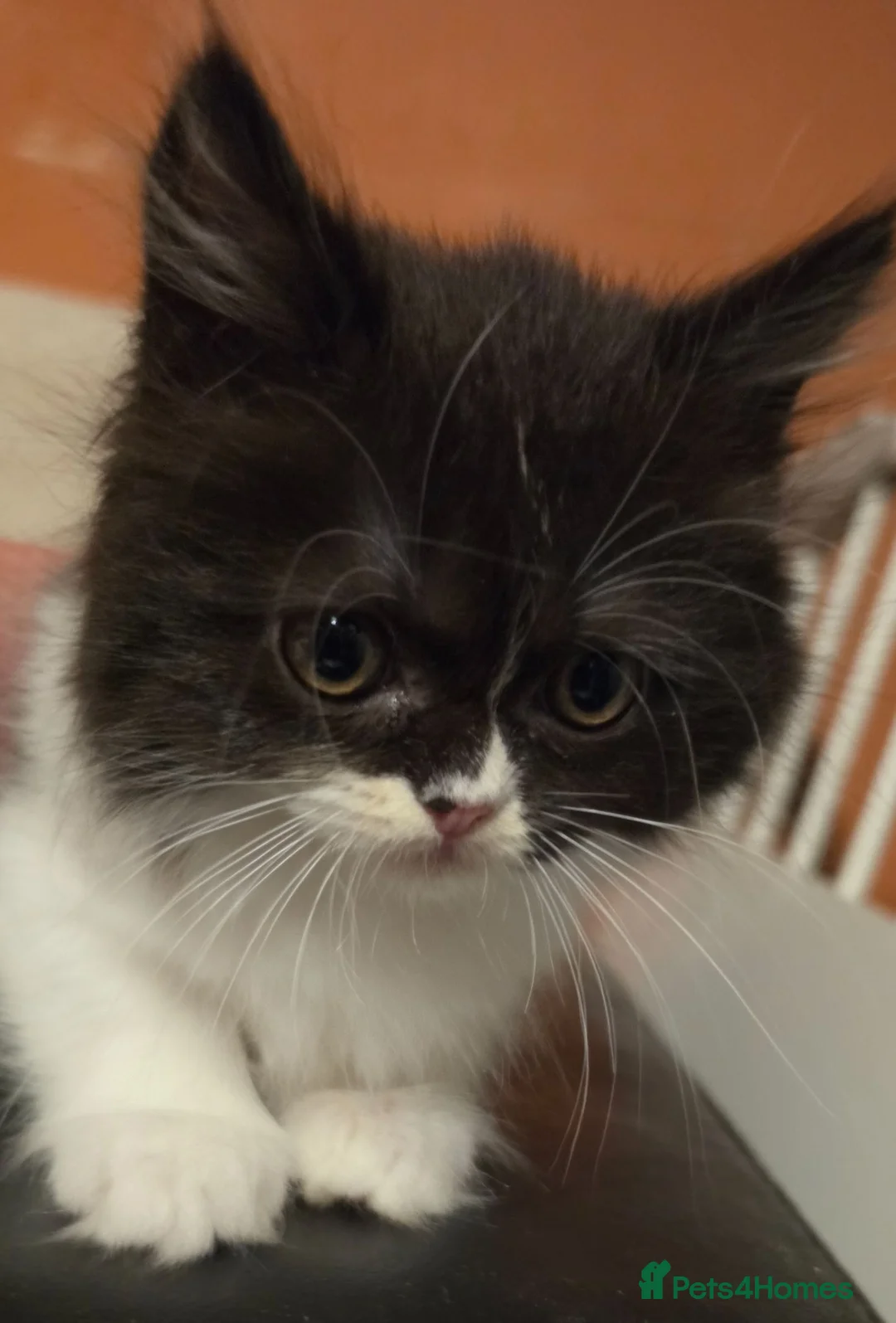 Persian cats for sale: Beautiful Ragdoll/Persian Kittens. - Advert 2