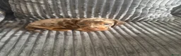 Miniature Dachshund dogs for sale: Beautiful Miniature Dachshunds  - Advert 7