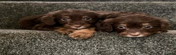Cockapoo dogs for sale: Outstanding puppies are ready go to  - Advert 9