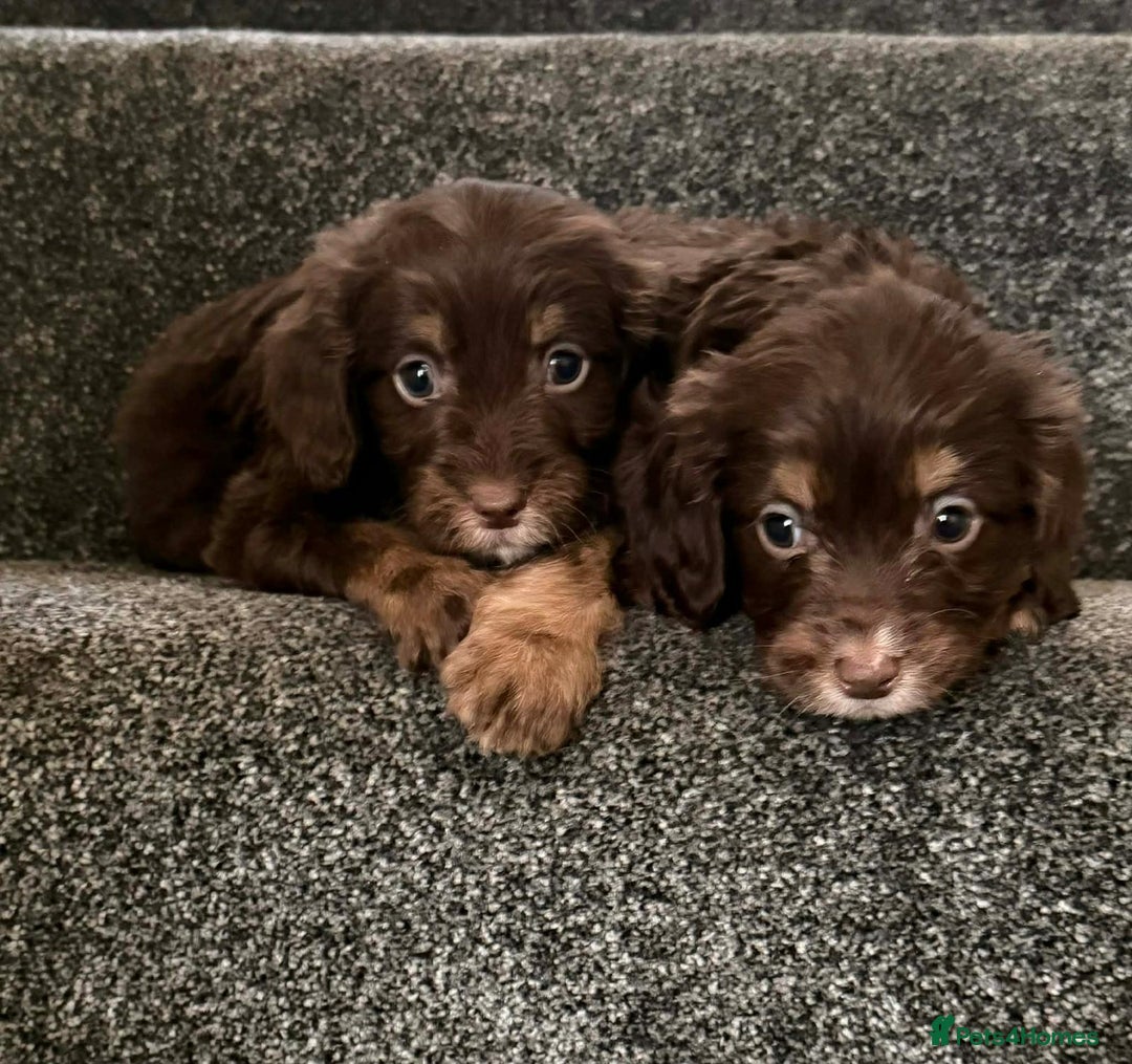 Cockapoo dogs for sale: Outstanding puppies are ready go to  - Advert 9