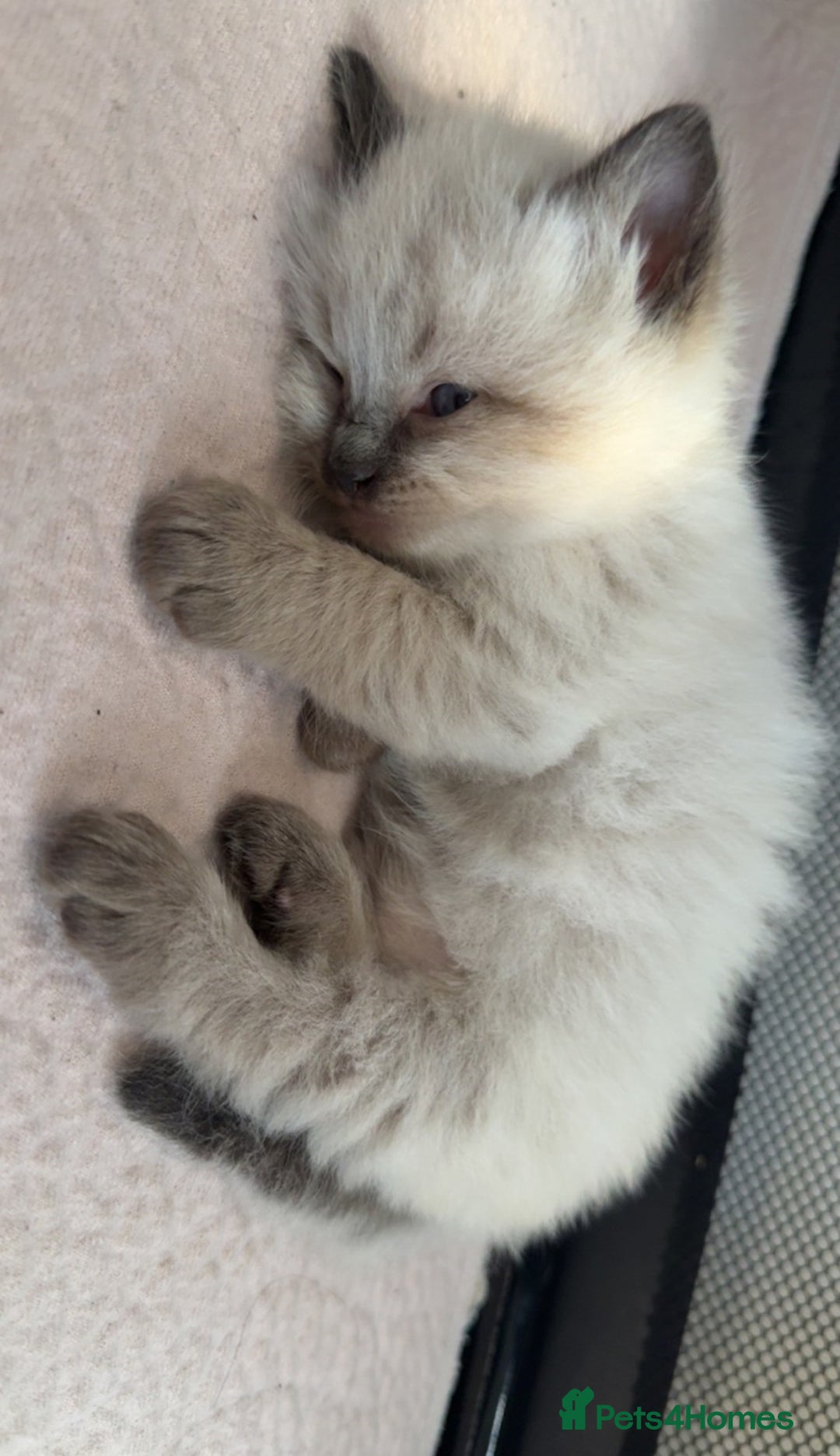 Ragdoll cats for sale: Splendid perfect Ragdolls for your love oness - Advert 4